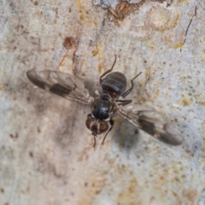 Platystomatidae (family) (Unidentified signal fly) at Higgins, ACT - 4 Dec 2023 by AlisonMilton