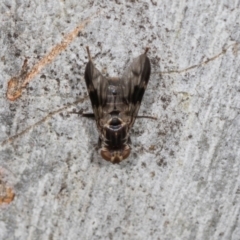 Platystomatidae (family) at Higgins, ACT - 4 Dec 2023 09:22 AM