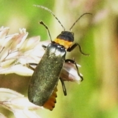 Chauliognathus lugubris (Plague Soldier Beetle) at Uriarra, NSW - 8 Dec 2023 by JohnBundock