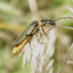 Chauliognathus lugubris at Brindabella National Park - 8 Dec 2023