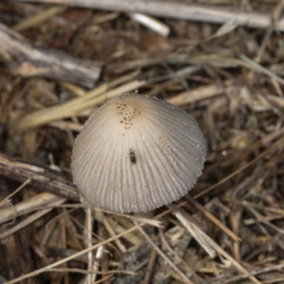 Coprinellus etc. (An Inkcap) at Belconnen, ACT - 2 Dec 2023 by AlisonMilton