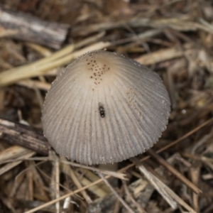 Coprinellus etc. at Mount Painter - 3 Dec 2023 08:48 AM