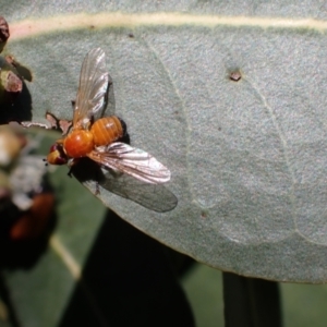 Lauxaniidae (family) at Murrumbateman, NSW - 4 Dec 2023 02:34 PM