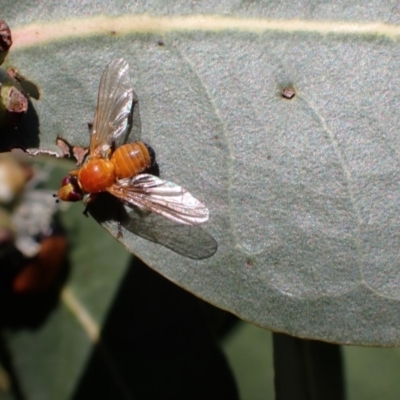 Lauxaniidae (family) (Unidentified lauxaniid fly) at Murrumbateman, NSW - 4 Dec 2023 by SimoneC