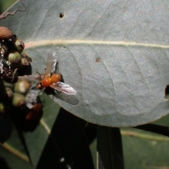 Lauxaniidae (family) at Murrumbateman, NSW - 4 Dec 2023 02:34 PM