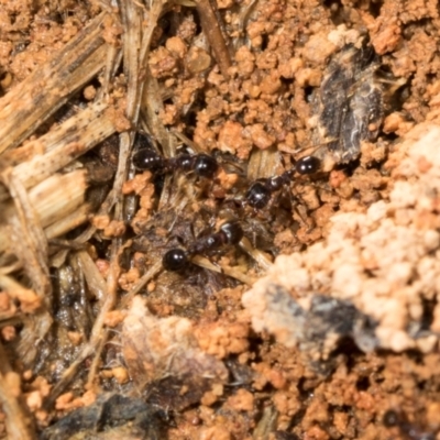Monomorium sp. (genus) (A Monomorium ant) at Belconnen, ACT - 2 Dec 2023 by AlisonMilton