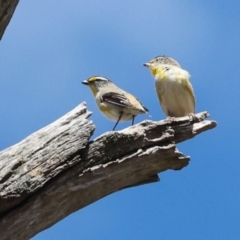 Pardalotus striatus (Striated Pardalote) at Cook, ACT - 2 Dec 2023 by AlisonMilton