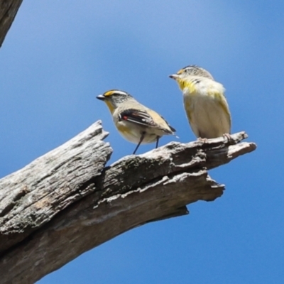 Pardalotus striatus (Striated Pardalote) at Mount Painter - 3 Dec 2023 by AlisonMilton