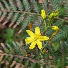 Bulbine glauca (Rock Lily) at Micalong Gorge - 7 Dec 2023 by brettguy80