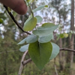 Eucalyptus bridgesiana (Apple Box) at Micalong Gorge - 8 Dec 2023 by brettguy80