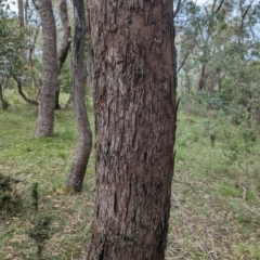 Eucalyptus sp. (A Gum Tree) at Wee Jasper, NSW - 8 Dec 2023 by brettguy80