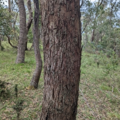 Eucalyptus sp. (A Gum Tree) at Micalong Gorge - 8 Dec 2023 by brettguy80