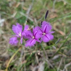 Thysanotus tuberosus subsp. tuberosus (Common Fringe-lily) at Micalong Gorge - 7 Dec 2023 by brettguy80