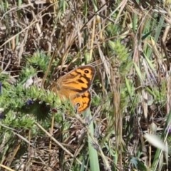 Heteronympha merope (Common Brown Butterfly) at Belconnen, ACT - 2 Dec 2023 by AlisonMilton