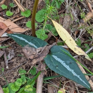 Clematis aristata at Micalong Gorge - 8 Dec 2023 08:59 AM