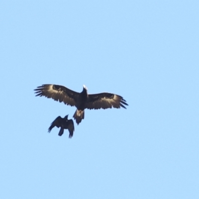 Aquila audax (Wedge-tailed Eagle) at Belconnen, ACT - 3 Dec 2023 by AlisonMilton