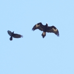 Corvus coronoides (Australian Raven) at Mount Painter - 3 Dec 2023 by AlisonMilton