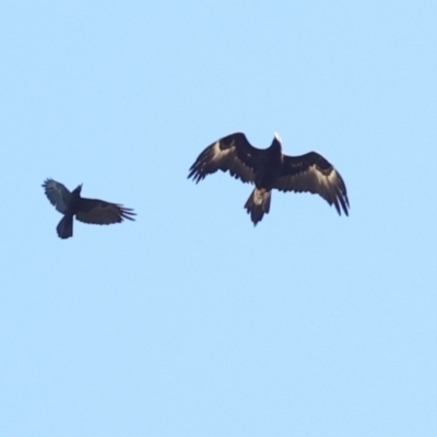 Corvus coronoides (Australian Raven) at Belconnen, ACT - 2 Dec 2023 by AlisonMilton