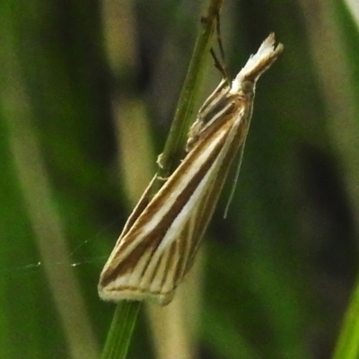 Hednota species near grammellus (Pyralid or snout moth) at Brindabella National Park - 8 Dec 2023 by JohnBundock