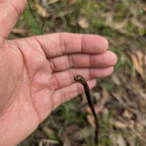 Dipodium sp. at Micalong Gorge - suppressed