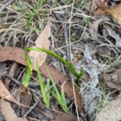 Diuris sp. (A Donkey Orchid) at Micalong Gorge - 7 Dec 2023 by brettguy80