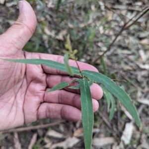 Eucalyptus radiata subsp. robertsonii at Micalong Gorge - 8 Dec 2023