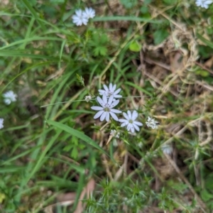 Stellaria pungens at Micalong Gorge - 8 Dec 2023