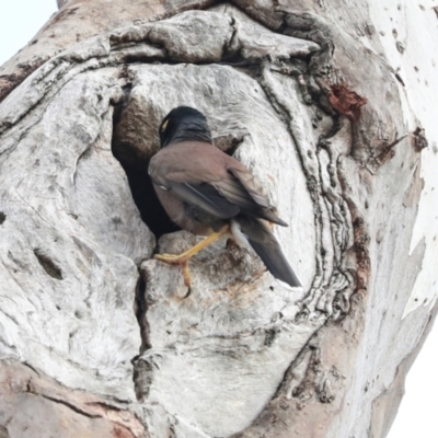 Acridotheres tristis (Common Myna) at Higgins, ACT - 11 Nov 2023 by AlisonMilton