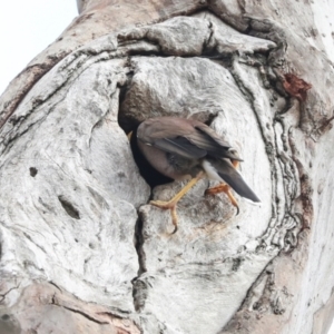 Acridotheres tristis at Higgins, ACT - 12 Nov 2023