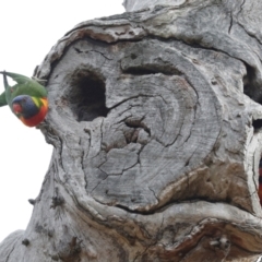 Trichoglossus moluccanus (Rainbow Lorikeet) at Higgins, ACT - 12 Nov 2023 by AlisonMilton