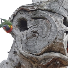 Trichoglossus moluccanus (Rainbow Lorikeet) at Higgins, ACT - 11 Nov 2023 by AlisonMilton