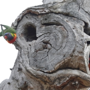 Trichoglossus moluccanus at Higgins, ACT - 12 Nov 2023