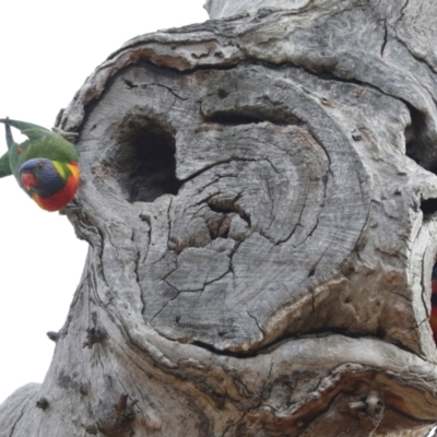 Trichoglossus moluccanus (Rainbow Lorikeet) at Higgins, ACT - 12 Nov 2023 by AlisonMilton