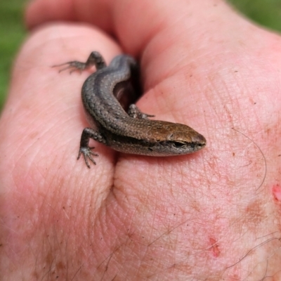 Lampropholis guichenoti (Common Garden Skink) at QPRC LGA - 8 Dec 2023 by MatthewFrawley