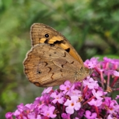 Heteronympha merope (Common Brown Butterfly) at QPRC LGA - 8 Dec 2023 by MatthewFrawley