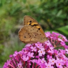 Heteronympha merope at QPRC LGA - 8 Dec 2023 01:52 PM