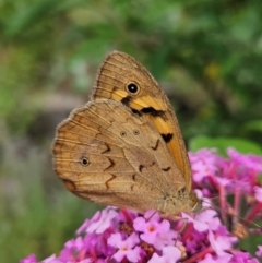 Heteronympha merope at QPRC LGA - 8 Dec 2023 01:52 PM