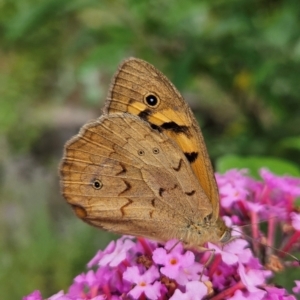 Heteronympha merope at QPRC LGA - 8 Dec 2023 01:52 PM