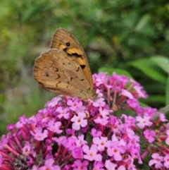 Heteronympha merope at QPRC LGA - 8 Dec 2023 01:52 PM