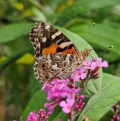 Vanessa kershawi (Australian Painted Lady) at Braidwood, NSW - 8 Dec 2023 by MatthewFrawley