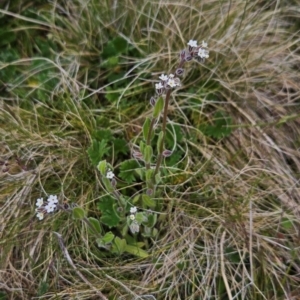 Myosotis australis at Namadgi National Park - 4 Dec 2023 03:25 PM