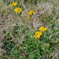 Senecio pinnatifolius var. alpinus at Namadgi National Park - 4 Dec 2023 by BethanyDunne