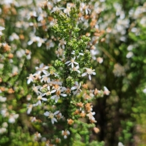 Olearia floribunda at Namadgi National Park - 5 Dec 2023 02:16 PM