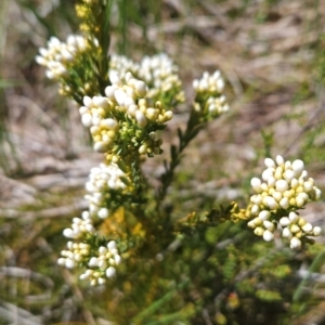 Comesperma retusum at Namadgi National Park - 4 Dec 2023