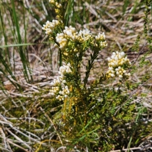 Comesperma retusum at Namadgi National Park - 4 Dec 2023