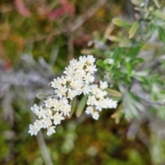 Ozothamnus secundiflorus (Cascade Everlasting) at Namadgi National Park - 4 Dec 2023 by BethanyDunne