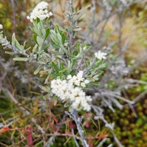 Ozothamnus secundiflorus at Namadgi National Park - 4 Dec 2023 11:20 AM