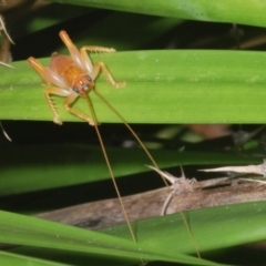 Gryllacrididae (family) (Wood, Raspy or Leaf Rolling Cricket) at Warana, QLD - 19 Nov 2023 by Harrisi