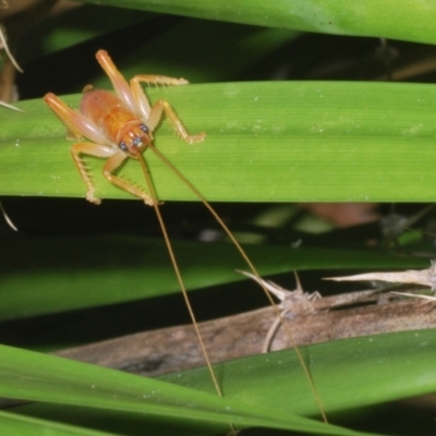 Gryllacrididae (family) (Wood, Raspy or Leaf Rolling Cricket) at Warana, QLD - 19 Nov 2023 by Harrisi