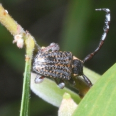 Ancita marginicollis (A longhorn beetle) at Sippy Downs, QLD - 21 Nov 2023 by Harrisi